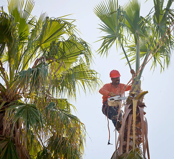 Best Tree Pruning Services  in Welcome, SC